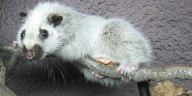 Krysa obláčková.