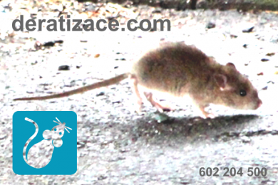Jak vyhubit potkany myši Praha cena