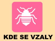 Migrace štěnic