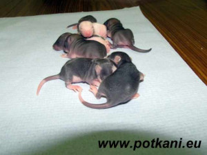 Mladí potkani
