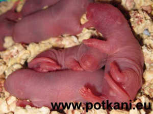 Potkani právě narození