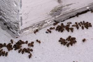 mravenci invaze