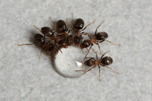 mravenec zahradni krmeni